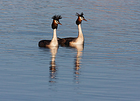 凤头鸊鷉,雌性,开端,示爱,湖,西澳大利亚州,澳大利亚