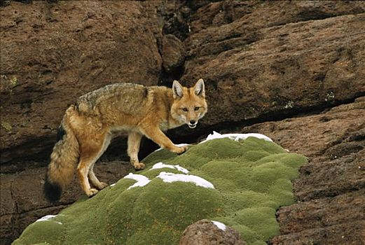 安第斯,红狐,高原,玻利维亚