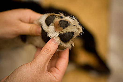 家犬,博德牧羊犬,成年,男性,物主,检查,爪子,英格兰,英国,欧洲