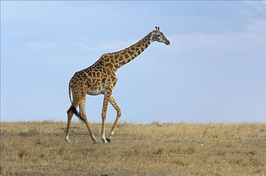 马赛长颈鹿,马赛马拉,肯尼亚,非洲