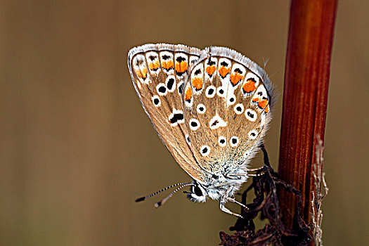 普通,蓝色,蓝灰蝶,蝴蝶,女性,上艾瑟尔省,荷兰