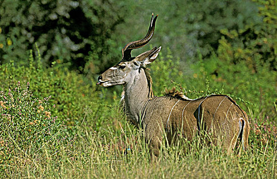 大捻角羚,雄性,站立,克留格尔公园,南非