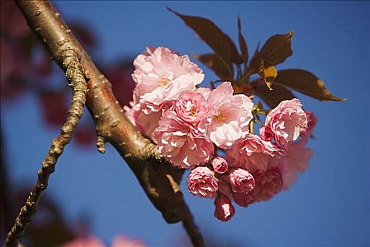 花,枝条