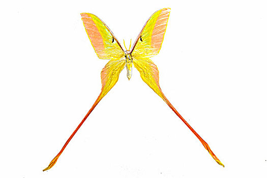 红尾天蚕蛾蝴蝶标本