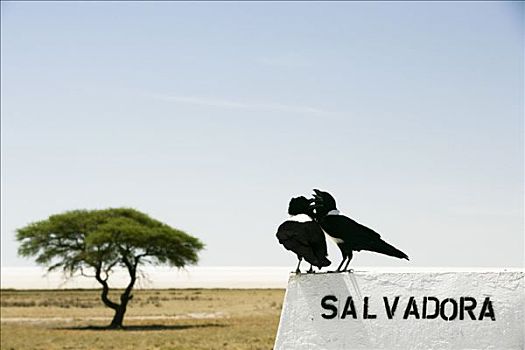 两只鸟,水坑,埃托沙国家公园,区域,纳米比亚
