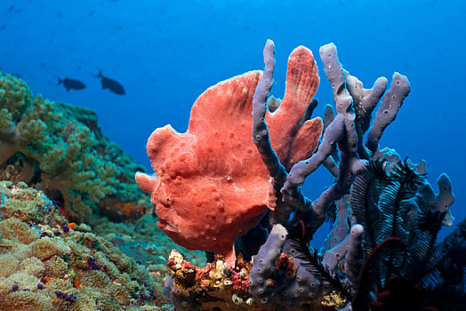 巨大,襞鱼,海绵,南马累环礁,马尔代夫,亚洲