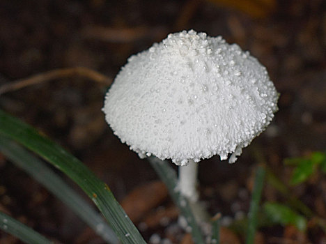 雨季