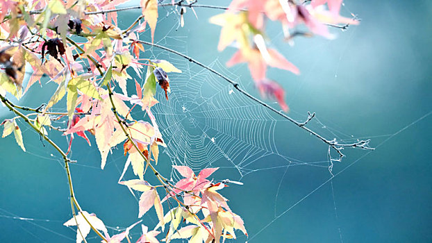 鸡爪槭叶上的蜘蛛网