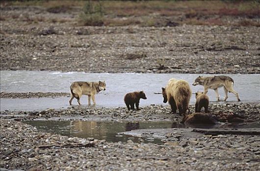 大灰狼,狼,靠近,大灰熊,棕熊,驼鹿,畜体,德纳利国家公园和自然保护区,阿拉斯加