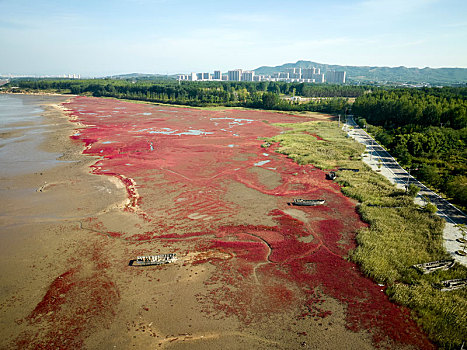 辽宁省营口市北海海洋公园红海滩航拍图片