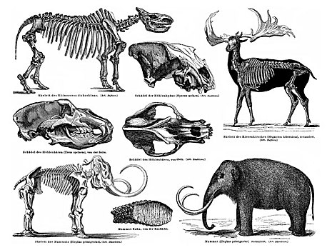 历史,动物,骨骼,形态,时期,猛犸,巨大,鹿,洞穴,熊,鬣狗,19世纪