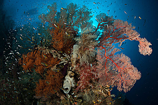 黑色,珊瑚,珊瑚海扇,四王群岛,印度尼西亚