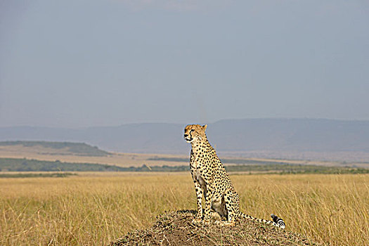 印度豹,猎豹,坐,马赛马拉国家保护区,肯尼亚,非洲