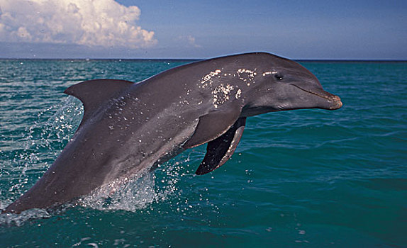 加勒比,宽吻海豚