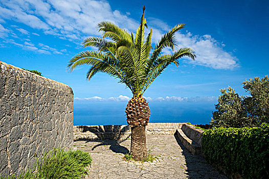 棕榈树,靠近,瓦尔德摩莎,马略卡岛,巴利阿里群岛,西班牙,欧洲
