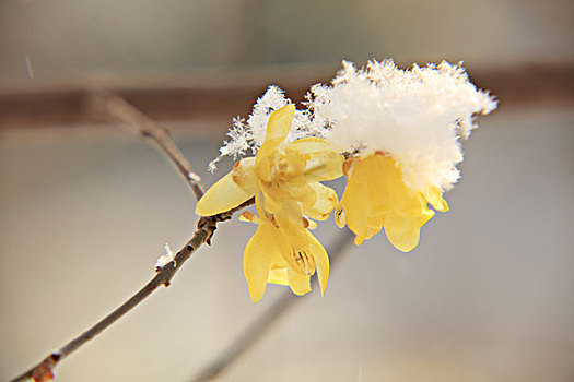 腊梅,蜡花,腊梅花