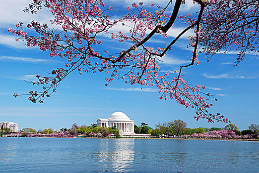 华盛顿特区,樱花,春天,杰佛逊纪念馆,上方,湖