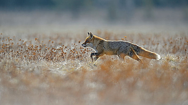 红狐,狐属,跑,草地,波希米亚风格,树林,捷克共和国,欧洲