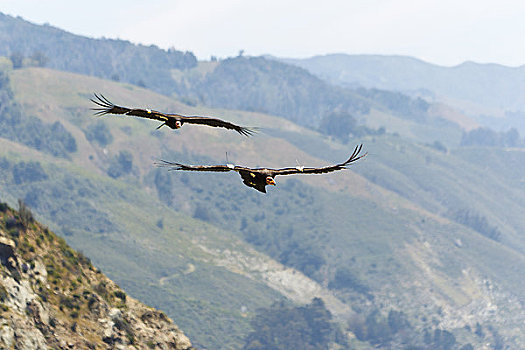 加利福尼亚,大,两个,濒危,秃鹫,加州秃鹰,飞跃,海岸,研究人员,无线电,灯塔