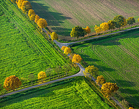 树,小路,地点,巷道,交叉,一对,秋叶,农业,草地,对称,连通,北莱茵威斯特伐利亚,德国