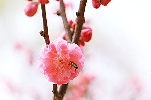 春天盛开在杏花上觅食的蜜蜂