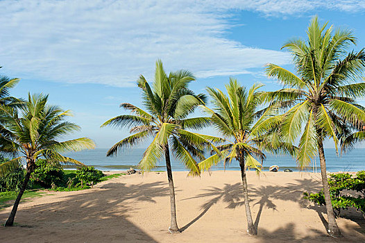 海滩,棕榈树,印度洋,斯里兰卡,亚洲