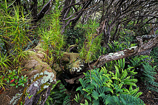 新西兰,岛屿,树林,蕨类