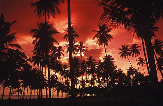 剪影,棕榈树,海滩,巴厘岛,印度尼西亚