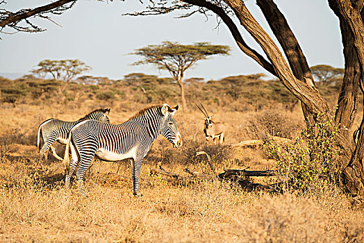 细纹斑马,长角羚羊,背景,干燥,季节,大草原,萨布鲁国家公园,肯尼亚