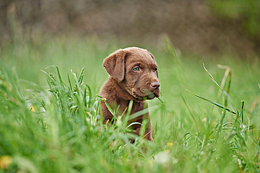 拉布拉多犬,巧克力,褐色,小狗,草地,坐