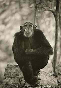 坦桑尼亚,成年,黑猩猩,坐,石头,思想,姿势