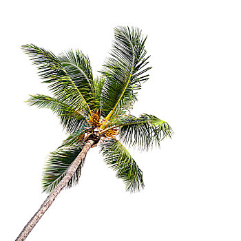 一个,椰树,隔绝,白色背景,背景