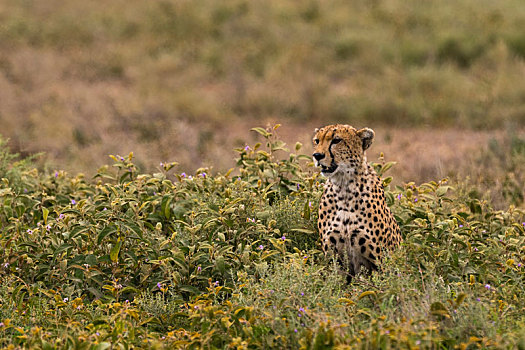 印度豹,猎豹,恩戈罗恩戈罗,保护区,塞伦盖蒂,坦桑尼亚