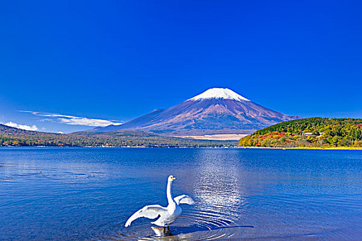 山,富士山,天鹅