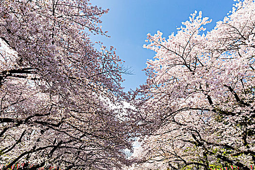 花,樱桃树,上野公园,东京,关东地区,本州,日本