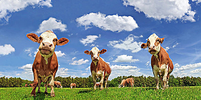 牛,乳业,母牛,茂密,草地,云,仰视
