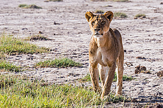非洲,肯尼亚,安伯塞利国家公园,雌狮,猎捕