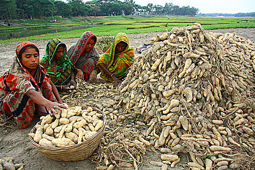 女人,分类,土豆,孟加拉,四月,2009年