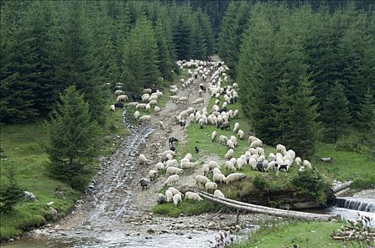 绵羊,牧群,边缘,树林,旁侧,河,马拉穆列什,罗马尼亚