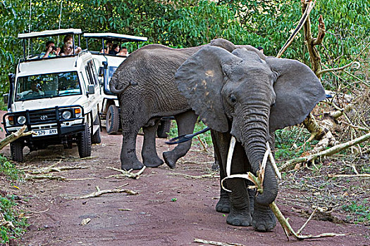 非洲,坦桑尼亚,大象,展示,破坏