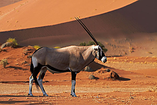 南非大羚羊,羚羊,沙丘,纳米比诺克陆夫国家公园,纳米比亚,非洲