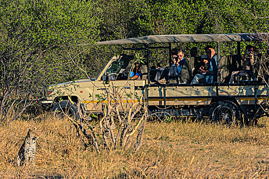 博茨瓦纳,奥卡万戈三角洲,旅游,交通工具,看,豹