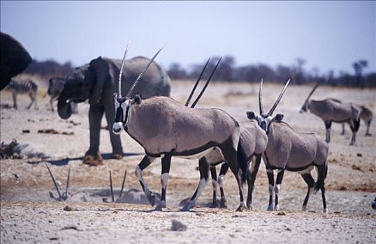 长角羚羊,南非大羚羊,羚羊