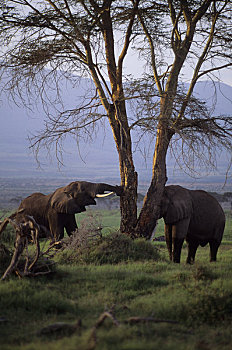 肯尼亚,安伯塞利国家公园,大象,脱,吠叫,刺槐