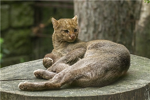 美洲山猫