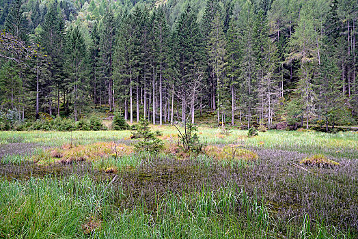 湿地,区域,靠近,海里根布鲁特,上陶恩山国家公园,卡林西亚,奥地利,欧洲