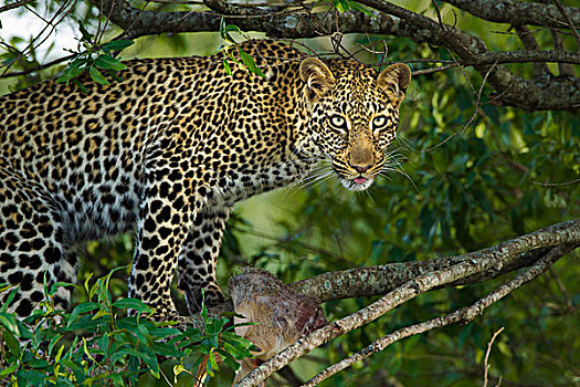 豹,捕食,树上,马赛马拉国家保护区,肯尼亚