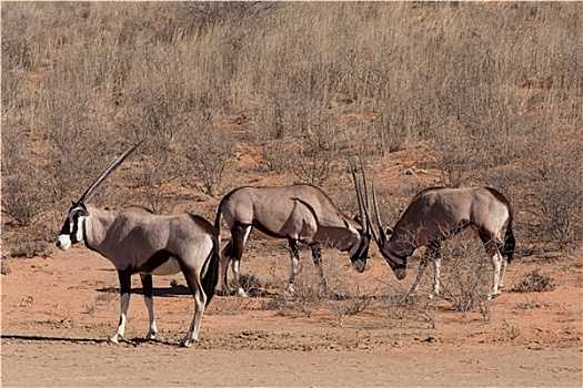 争斗,两个,雄性,南非大羚羊,羚羊