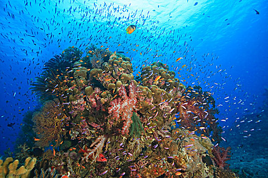 热带,礁石,靠近,贝卡岛,南方,维提岛,斐济,南太平洋