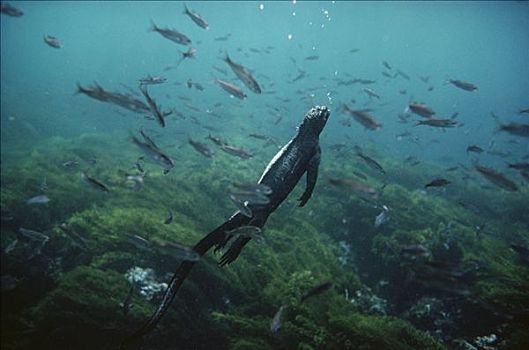 海鬣蜥,表面,放牧,海底,费尔南迪纳岛,加拉帕戈斯群岛,厄瓜多尔